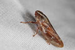 Aphrophora saratogensis