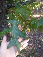Quercus laevis
