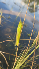 Stenacris vitreipennis