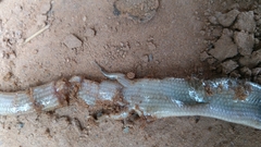 Chalcides boulengeri