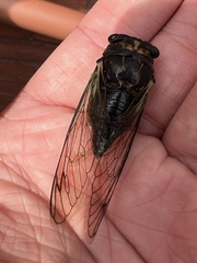 Neotibicen lyricen