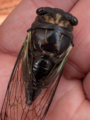 Neotibicen lyricen