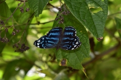 Myscelia ethusa ethusa