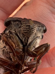 Neotibicen lyricen