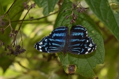 Myscelia ethusa ethusa