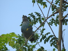 Thraupis glaucocolpa