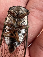 Neotibicen lyricen