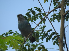 Thraupis glaucocolpa