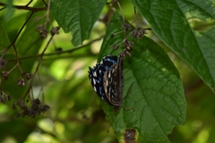 Myscelia ethusa ethusa