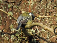 Parus major major