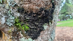 Fuscopannaria leucosticta