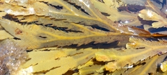 Fucus serratus