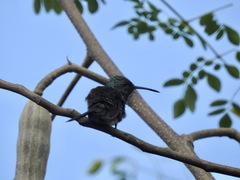 Chrysuronia