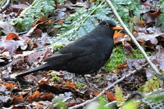 Turdus merula merula