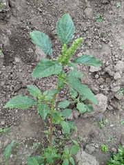 Amaranthus retroflexus
