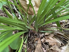 Carex leptonervia
