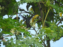 Chalybura buffonii