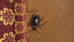 Prionotheca coronata