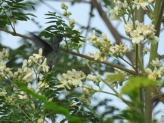 Chalybura buffonii