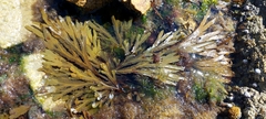 Fucus serratus