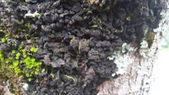 Fuscopannaria leucosticta