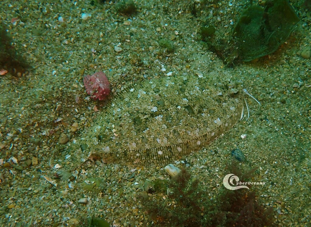 Imperial Scaldfish
