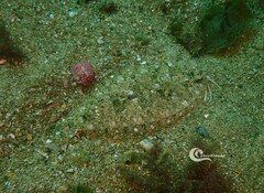 Imperial Scaldfish photo 1