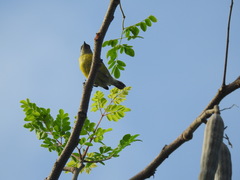 Coereba flaveola