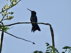 Chrysuronia