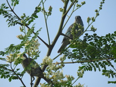 Thraupis glaucocolpa