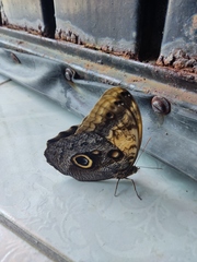 Caligo telamonius memnon