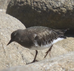 Arenaria melanocephala