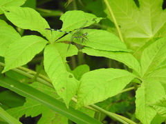 Erythemis vesiculosa