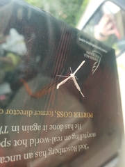 Gillmeria pallidactyla