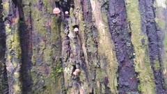 Marasmius rotula