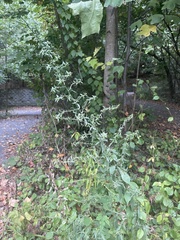 Artemisia absinthium