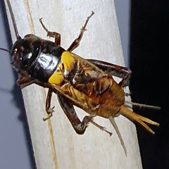 Gryllidae