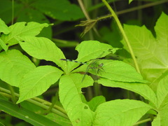 Erythemis vesiculosa