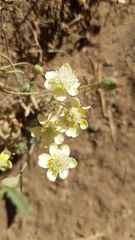 Platystemon californicus