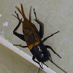 Gryllidae