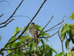 Myiarchus tyrannulus