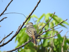 Myiarchus tyrannulus
