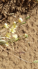 Platystemon californicus