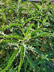 Ambrosia ambrosioides