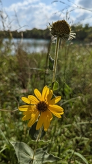 Helianthus mollis