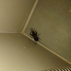 Gryllidae