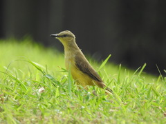 Machetornis rixosa