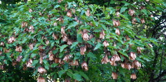 Acer ginnala