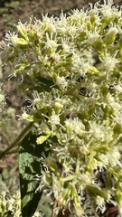 Ophryosporus piquerioides