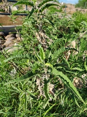 Ambrosia ambrosioides